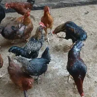 خروس رسمی محلی|حیوانات مزرعه|قم, صفائیه|دیوار