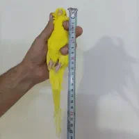 مرغ عشق لوتینو انگلیسی گرید A+ مولد