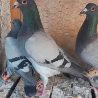 یه جفت کبوتر پلاکی مسافت بلند