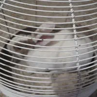 خرگوش نر بالغ