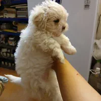 سگ ماده|سگ|شیراز, شیخ روزبهان|دیوار