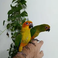 یک جفت طوطی خورشیدی سرلاکی|پرنده|زنجان, |دیوار