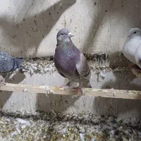 کبوتر پرشی عالی|پرنده|تهران, طیب|دیوار