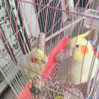 عروس هلندی جفت نر و ماده