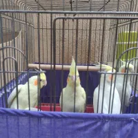 عروس هلندی