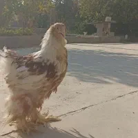 جوجه برهما زینتی