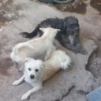 سه سگ پا کوتاه و یک سگ هاسکی بفروش میرسد|سگ|بم, |دیوار