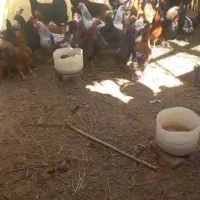 فروش تخم مرغ محلی نطفه دار،مرغ تخمگذار، کود مرغی|حیوانات مزرعه|زنجان, |دیوار