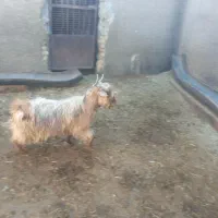 بزغاله نر چاق فروشی