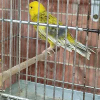 فروش انواع قناری آماده نرو ماده|پرنده|بومهن, |دیوار