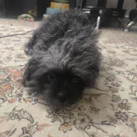 حیوان خانگی