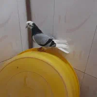 شازده شبز نر گرفتم
