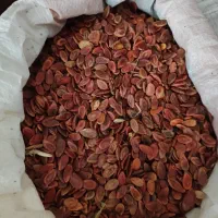 بذر هندوانه دیم