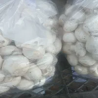 قارچ خوراکی