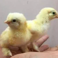جوجه برهما