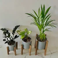 گل اریکا اگلونما زامفولیا با گلدان سرامیکی چوبی