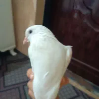 کبوتر