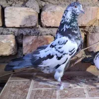 ۵جفت کفتر پرشی به شرط تخم و جوجه