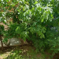 ۱۱۰ متر خونه با ۱۲۰ متر حیاط نوفل شاتو|اجارهٔ آپارتمان|مشهد, نوفل لوشاتو|دیوار