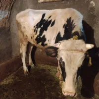 گاو و گوساله گوشتی|حیوانات مزرعه|دهگلان, |دیوار