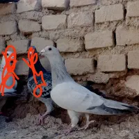 کفتر شامی نر