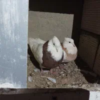 چهارجفت همراه جوجه|پرنده|بیجار, |دیوار