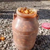 حراج سالاد زمستانی