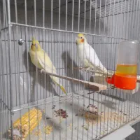 عروس هلندی مولدبا قفس و تمام وسایل سالم سالم