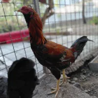 خروس لاری  و مرغ رسمی تخم گذار