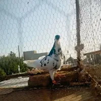خال یال شصتی افشون