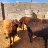 قوچ همو وبره قوچ هتروزیگوت شال و افشار و قره قزل|حیوانات مزرعه|بجنورد, |دیوار