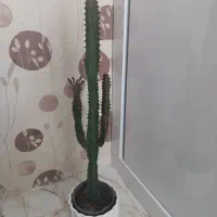 افوربیا ماداگاسکار  کاکتوس  موسی  زامفولیا گلدان