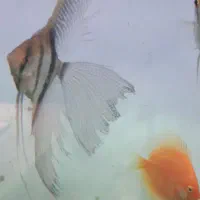 ماهی انجل در چند نژاد