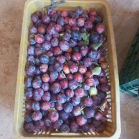 الو سلیمانی