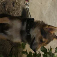 سگ پاکوتاه|سگ|بیجار, |دیوار