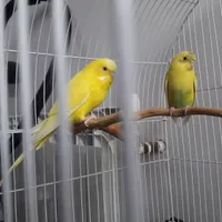 قناری و مرغ عشق|پرنده|سیرجان, |دیوار