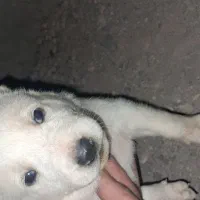 واگذاری رایگان توله ماده دورگه سرابی|سگ|سیرجان, |دیوار