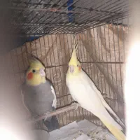 عروس هلندی