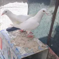 کفتردم سیاه|پرنده|خوسف, |دیوار