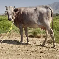 گاو|حیوانات مزرعه|ارزوئیه, |دیوار