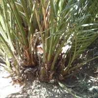 بچه نخل یا همون پاجوش برحی موجوداست