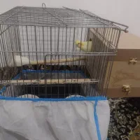 یک جفت عروس هلندی لوتینو صددرصد مولد تضمینی 4 تخم