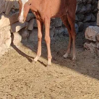اسب و مادیون دوماه آبستن