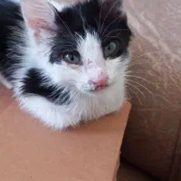 واگذاری گربه|گربه|کرج, شهرک فهمیده|دیوار