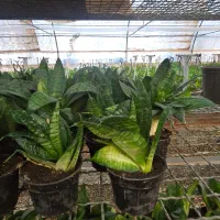 حراج گیاه شروع از ۲۰ تومن|گل و گیاه طبیعی|چهارباغ, |دیوار