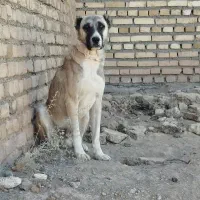 سگ سرابی