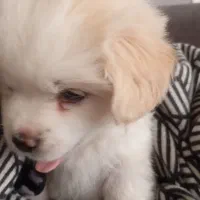 سگ پامر بومی نر هشت ماهه|سگ|ابریشم, |دیوار