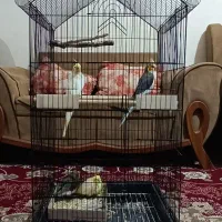 عروس هلندی با جوجه و قفس