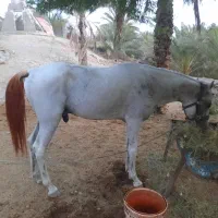 اسب سر و دم گیر