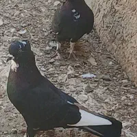 کبوتر بزک پرشی بازی دار